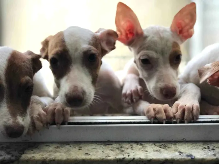 Cachorro ra a Mix de pitbul  idade 2 a 6 meses nome Docinho e florzinha 