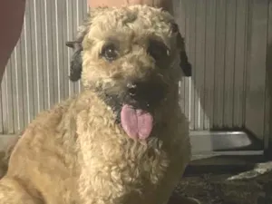 Cachorro raça Poodle  idade 4 anos nome Caramelo