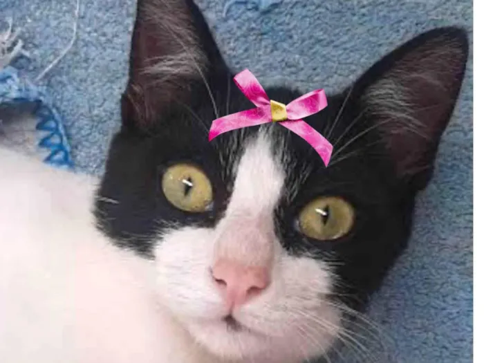 Gato ra a Mestica idade 1 ano nome Minnie 