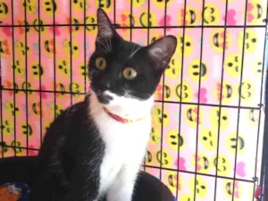 Gato raça SRD-ViraLata idade 1 ano nome Felícia
