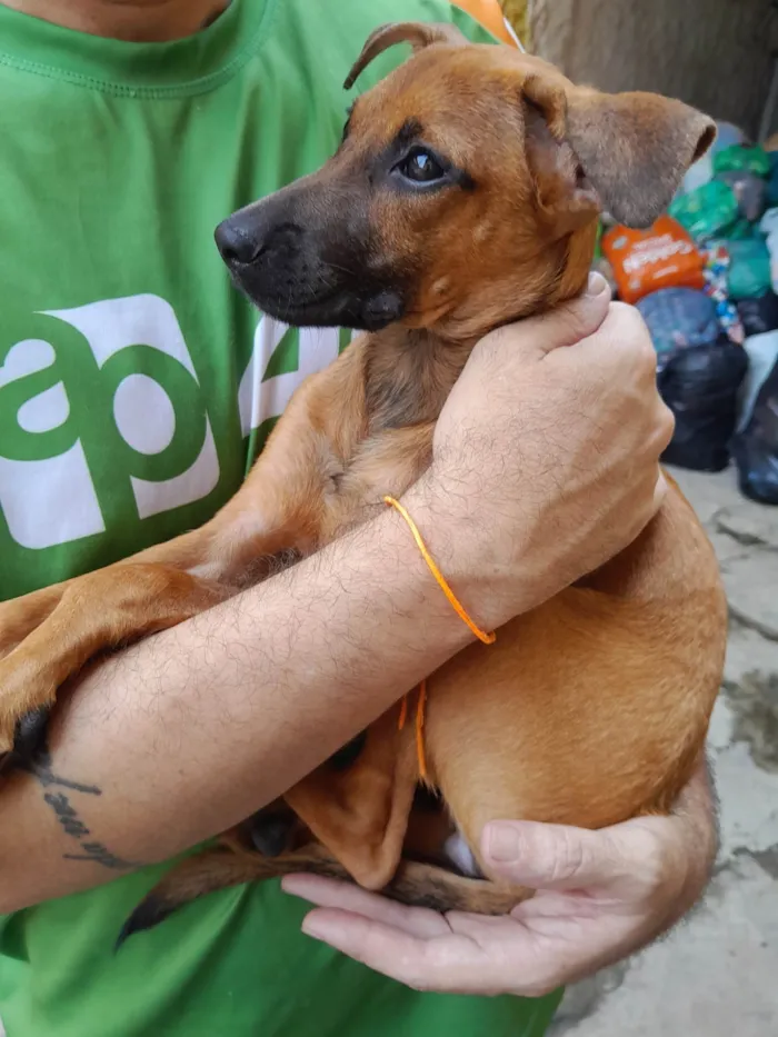 Cachorro ra a SRD-ViraLata idade 2 a 6 meses nome Sol