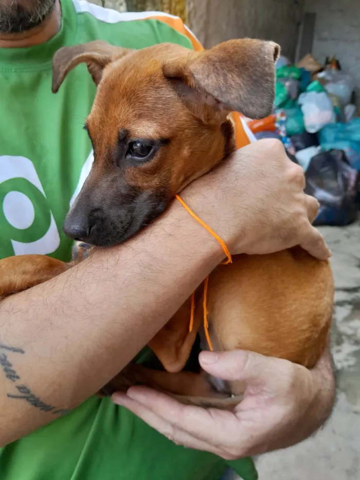 Cachorro ra a SRD-ViraLata idade 2 a 6 meses nome Sol