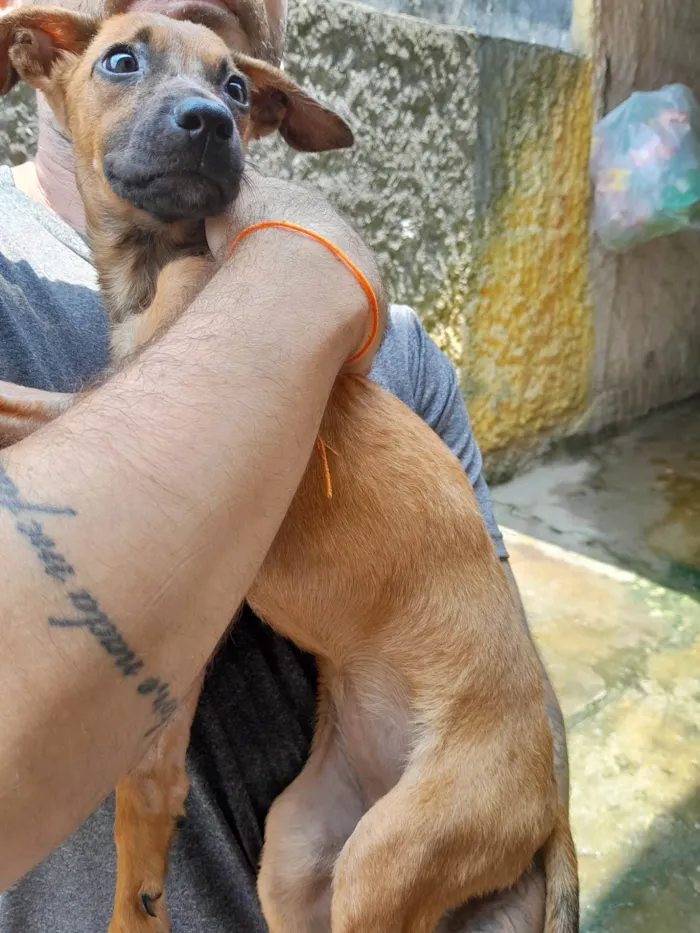 Cachorro ra a SRD-ViraLata idade 2 a 6 meses nome Sol