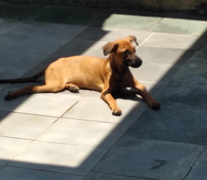 Cachorro ra a SRD-ViraLata idade 2 a 6 meses nome Sol