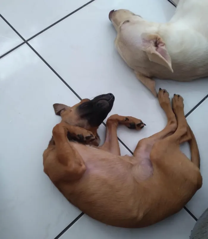 Cachorro ra a SRD-ViraLata idade 2 a 6 meses nome Sol