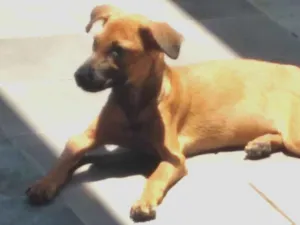 Cachorro raça SRD-ViraLata idade 2 a 6 meses nome Sol