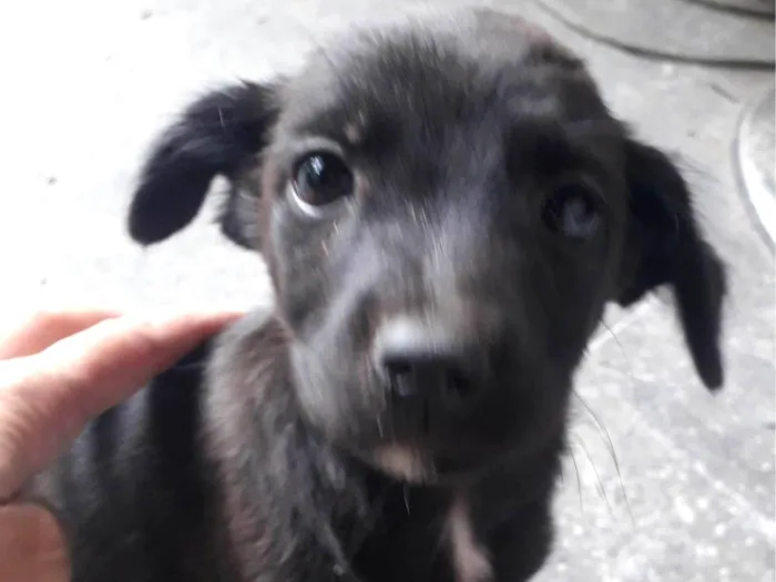 Cachorro ra a SRD-ViraLata idade Abaixo de 2 meses nome Nina