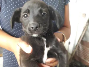 Cachorro raça SRD-ViraLata idade Abaixo de 2 meses nome Nina