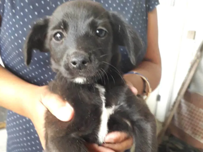 Cachorro ra a SRD-ViraLata idade Abaixo de 2 meses nome Nina
