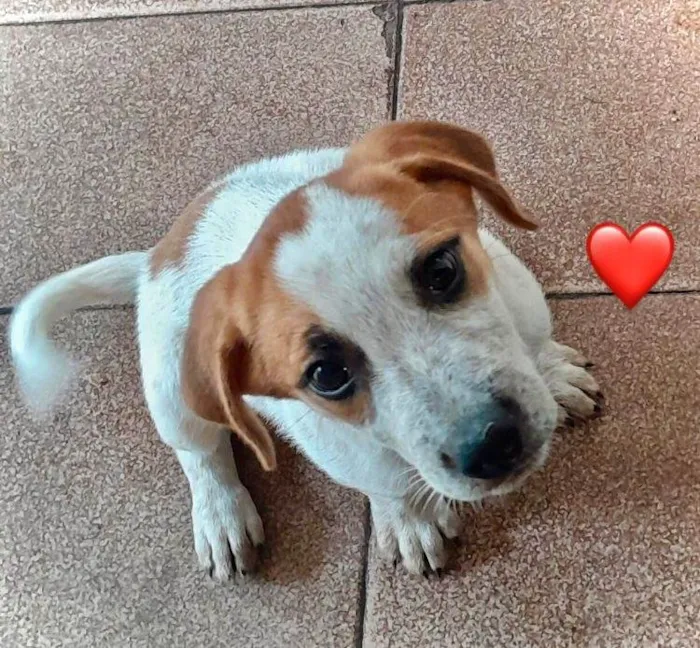 Cachorro ra a SRD-mais-lindos-do-planeta idade 2 a 6 meses nome Filhotes 