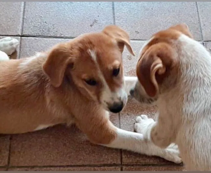 Cachorro ra a SRD-mais-lindos-do-planeta idade 2 a 6 meses nome Filhotes 