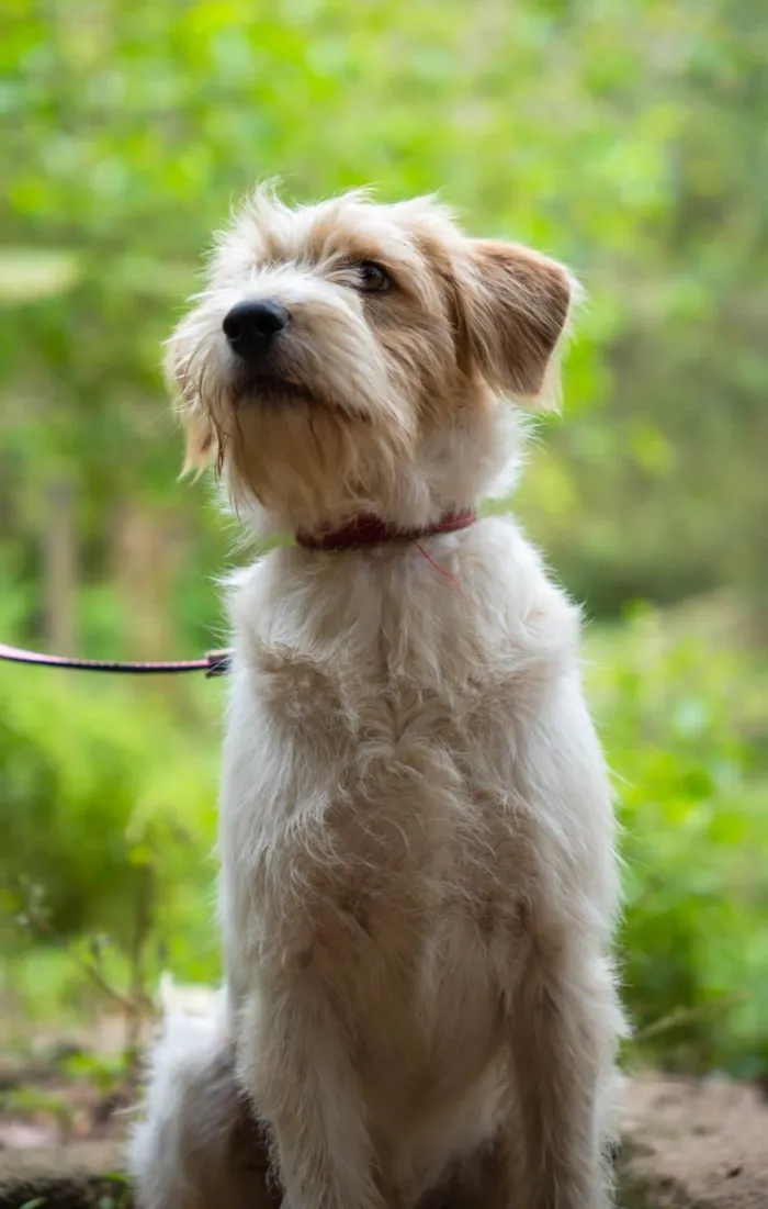 Cachorro ra a SRD-peludinhos idade 1 ano nome Juca & Joca