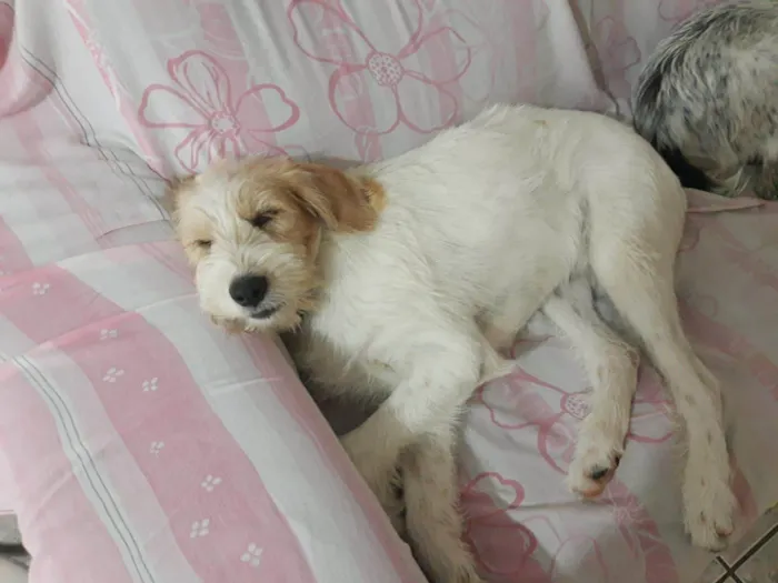 Cachorro ra a SRD-peludinhos idade 1 ano nome Juca & Joca