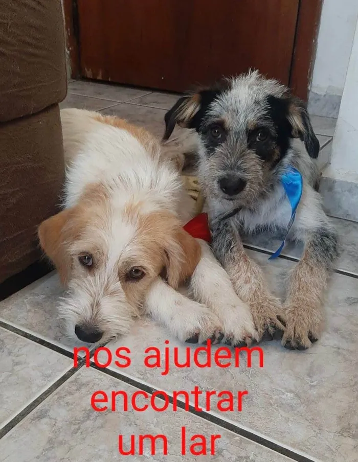 Cachorro ra a SRD-peludinhos idade 1 ano nome Juca & Joca