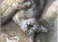 Nina