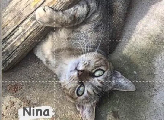 Gato ra a SRD-tigradinha idade 2 anos nome Nina