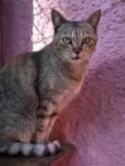 Nina