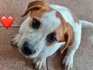 Cachorro raça SRD-mais-lindos-do-planeta idade 2 a 6 meses nome Filhotes 