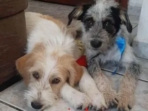 Cachorro raça SRD-peludinhos idade 1 ano nome Juca & Joca