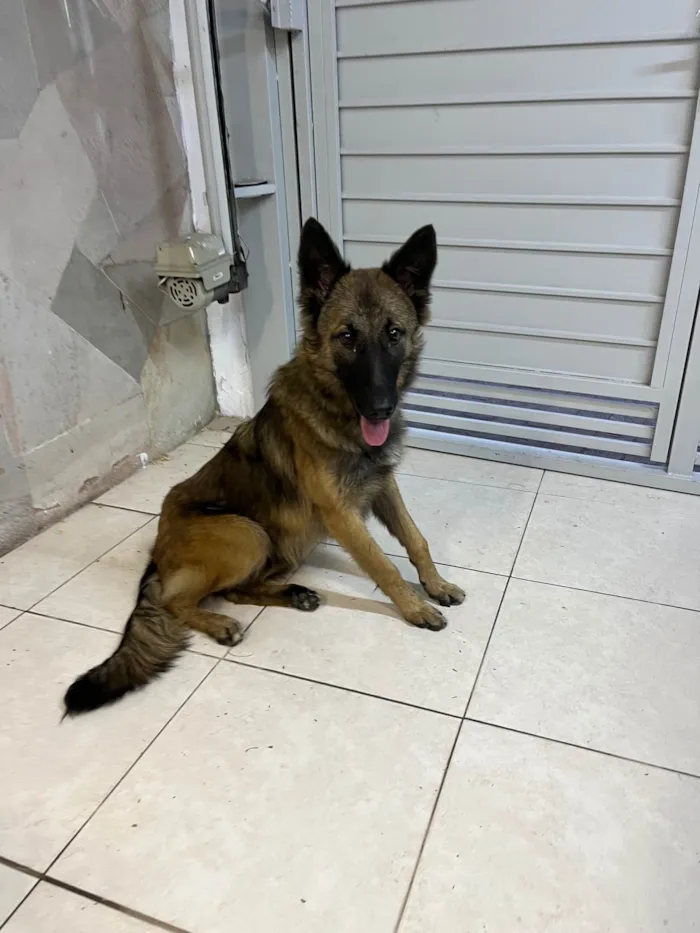 Cachorro ra a Pastor Alemão idade 7 a 11 meses nome Lessie