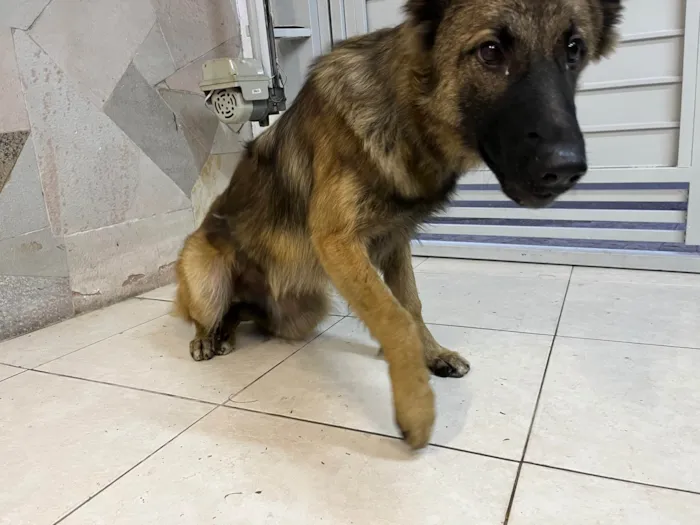 Cachorro ra a Pastor Alemão idade 7 a 11 meses nome Lessie