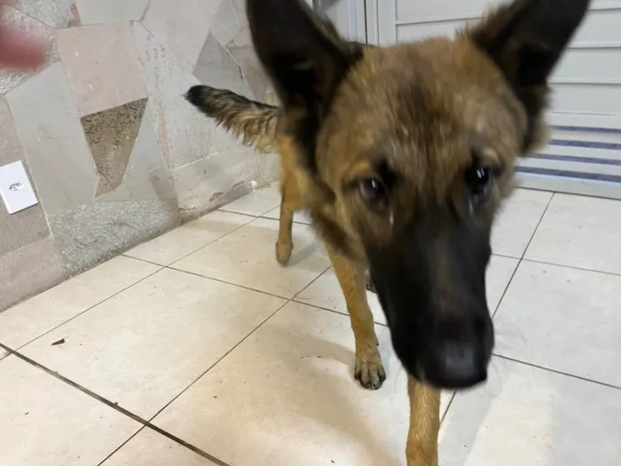 Cachorro ra a Pastor Alemão idade 7 a 11 meses nome Lessie