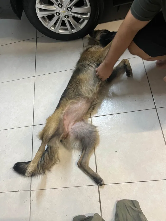 Cachorro ra a Pastor Alemão idade 7 a 11 meses nome Lessie