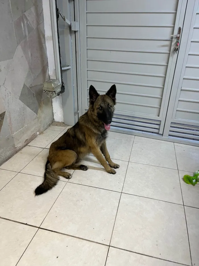 Cachorro ra a Pastor Alemão idade 7 a 11 meses nome Lessie
