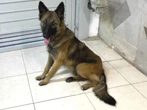 Cachorro raça Pastor Alemão idade 7 a 11 meses nome Lessie