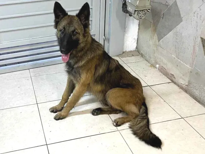 Cachorro ra a Pastor Alemão idade 7 a 11 meses nome Lessie