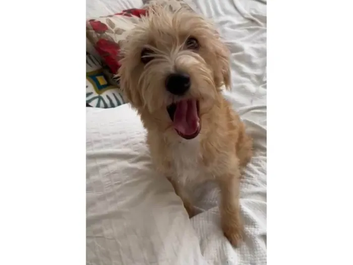 Cachorro ra a SRD-ViraLata idade  nome Zoe