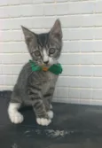 TED
