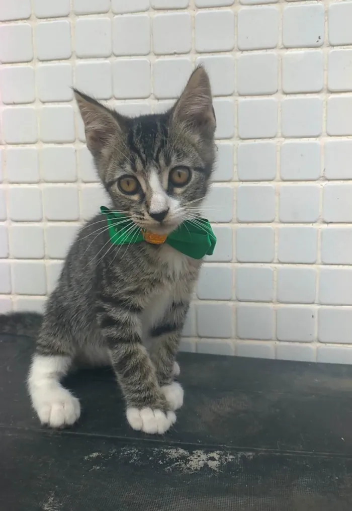 Gato ra a srd idade 2 a 6 meses nome TED