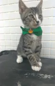 TED