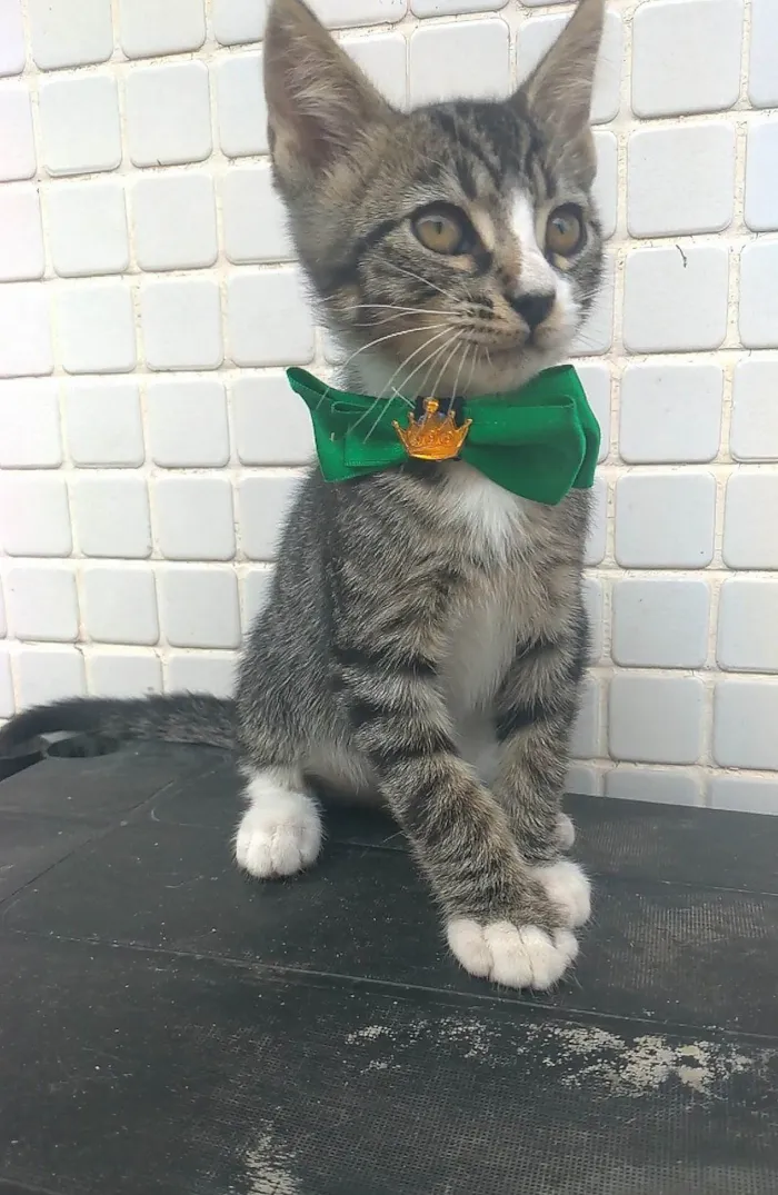 Gato ra a srd idade 2 a 6 meses nome TED