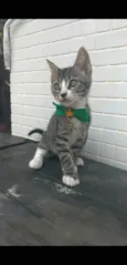 TED
