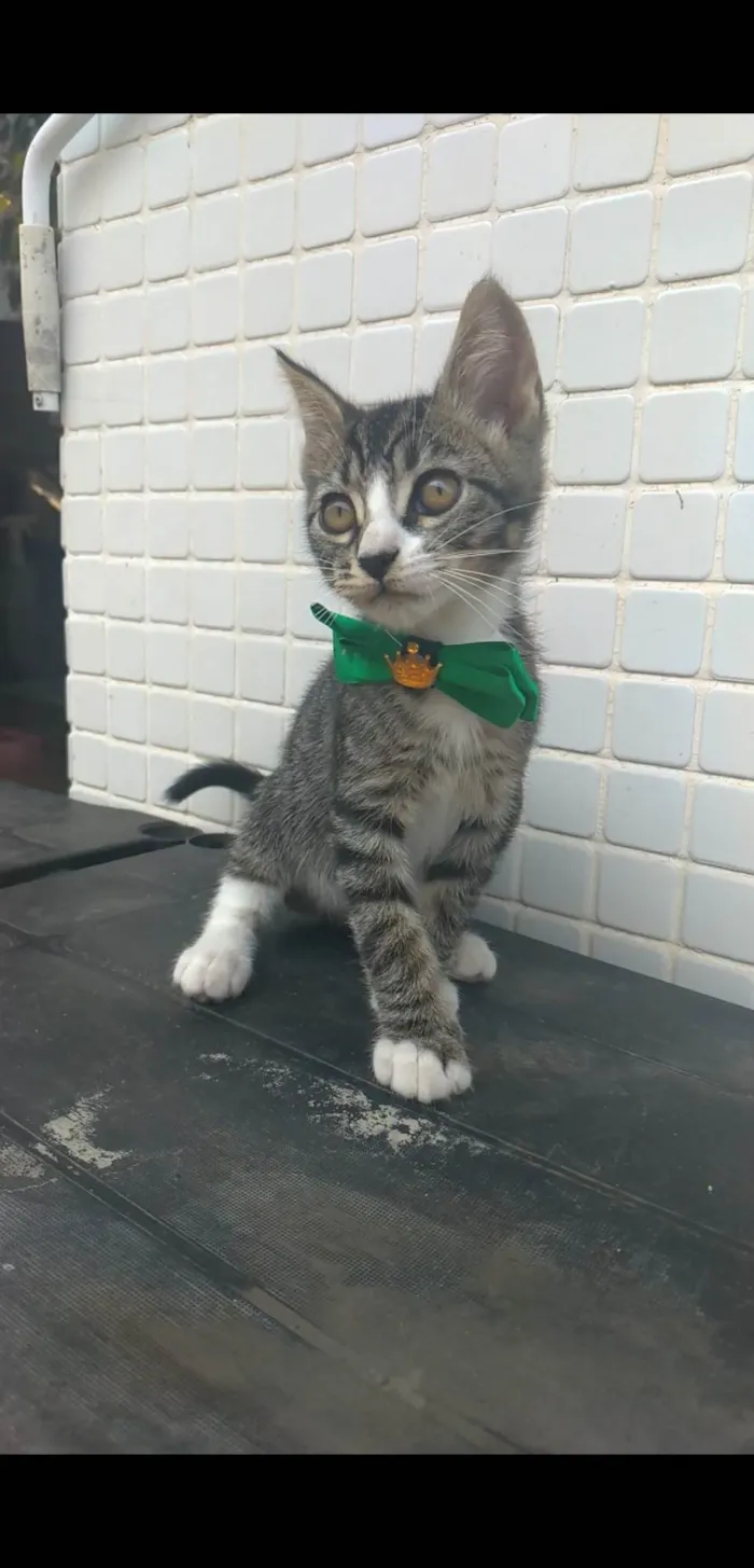 Gato ra a srd idade 2 a 6 meses nome TED