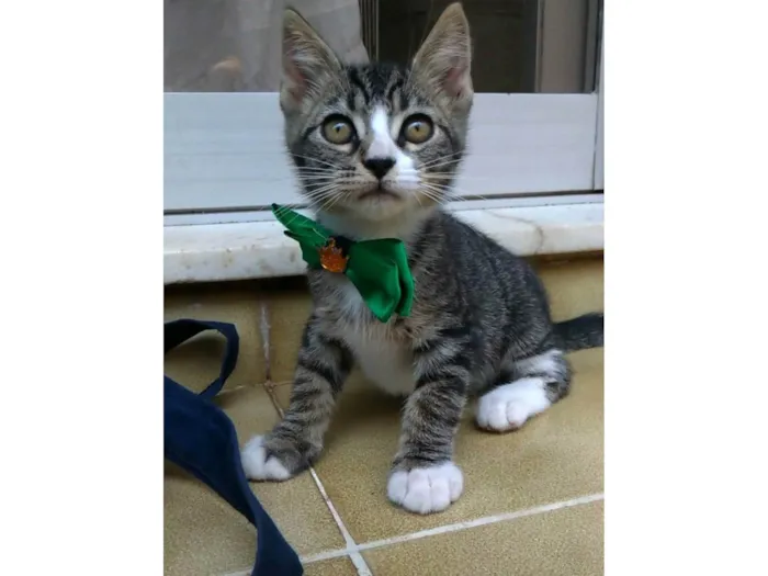 Gato ra a srd idade 2 a 6 meses nome TED