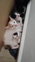 Gatinhos lindos