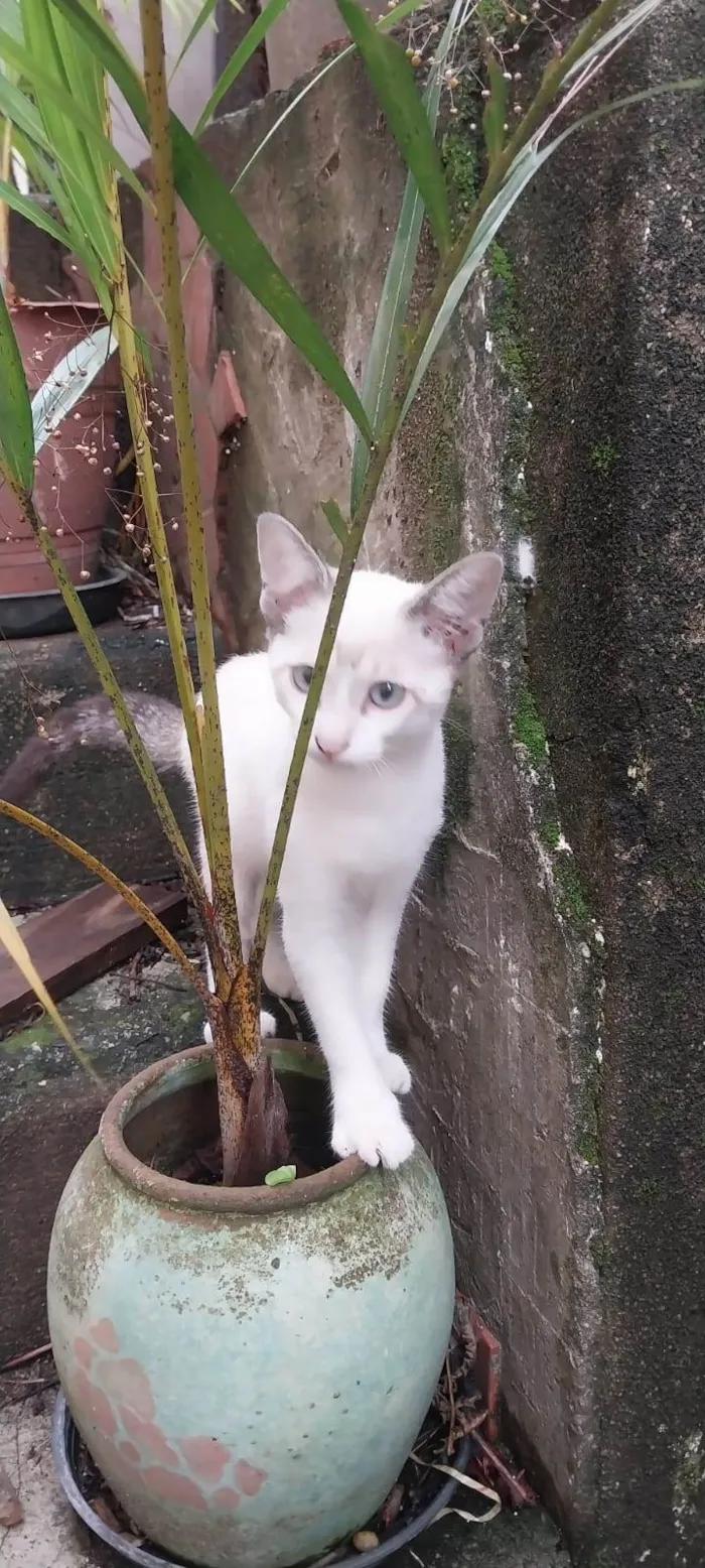 Gato ra a SRD-ViraLata idade 2 a 6 meses nome Cacau,Brisa,Ceci,Chila,Crystal e Mya