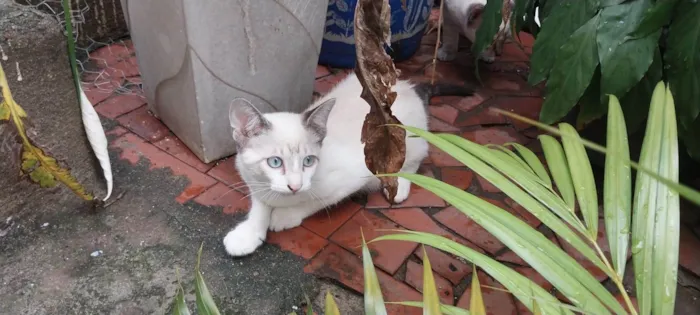 Gato ra a SRD-ViraLata idade 2 a 6 meses nome Cacau,Brisa,Ceci,Chila,Crystal e Mya