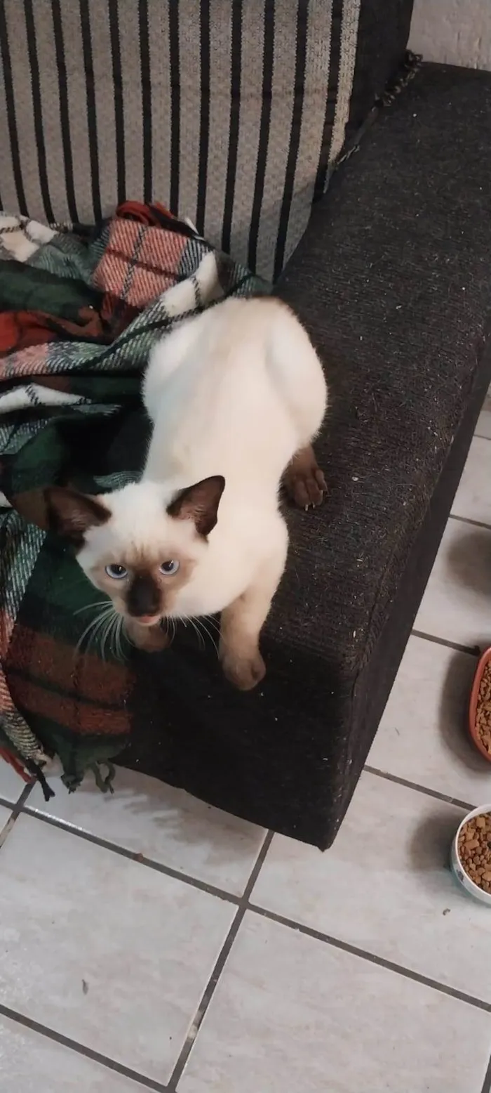 Gato ra a SRD-ViraLata idade 2 a 6 meses nome Cacau,Brisa,Ceci,Chila,Crystal e Mya
