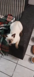 Cacau,Brisa,Ceci,Chila,Crystal e Mya