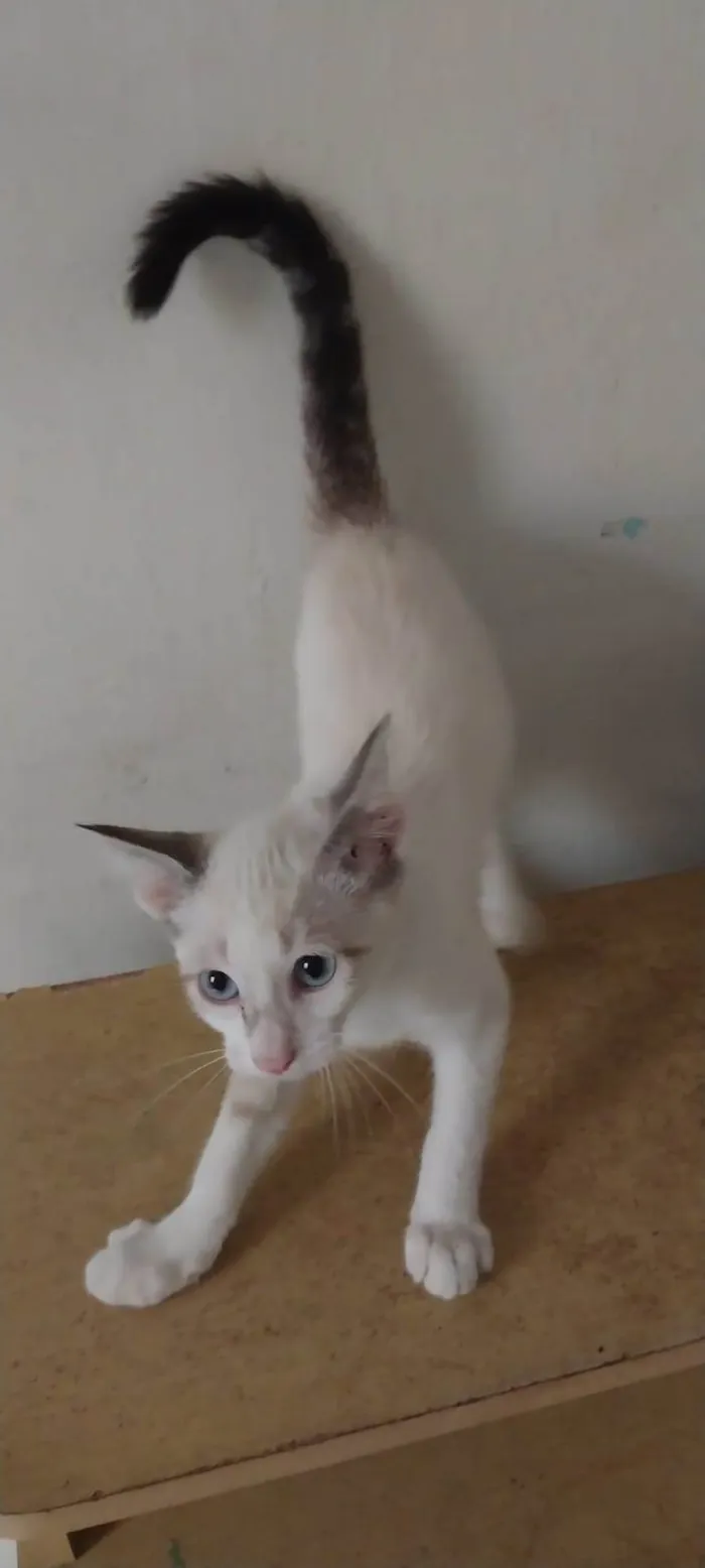 Gato ra a SRD-ViraLata idade 2 a 6 meses nome Cacau,Brisa,Ceci,Chila,Crystal e Mya