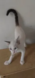 Cacau,Brisa,Ceci,Chila,Crystal e Mya