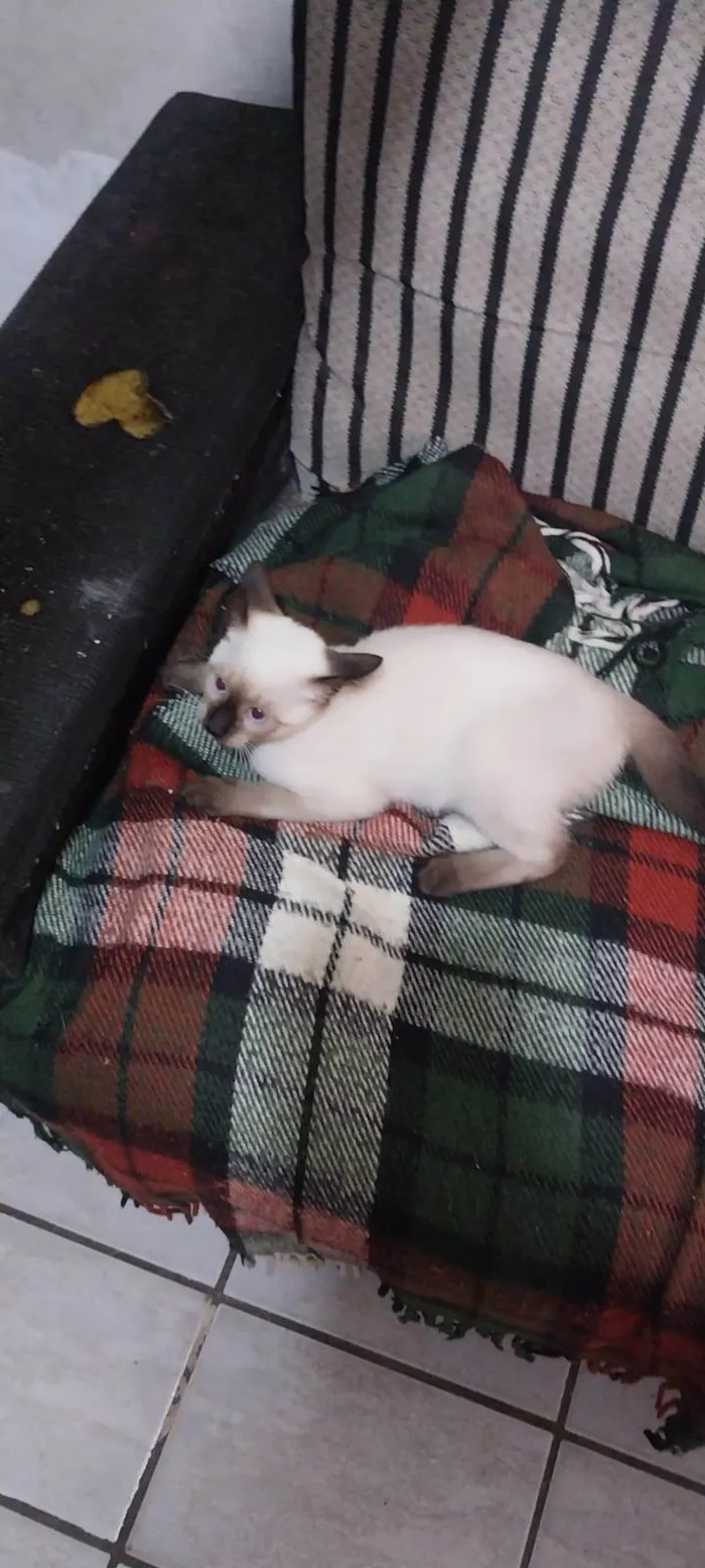 Gato ra a SRD-ViraLata idade 2 a 6 meses nome Cacau,Brisa,Ceci,Chila,Crystal e Mya