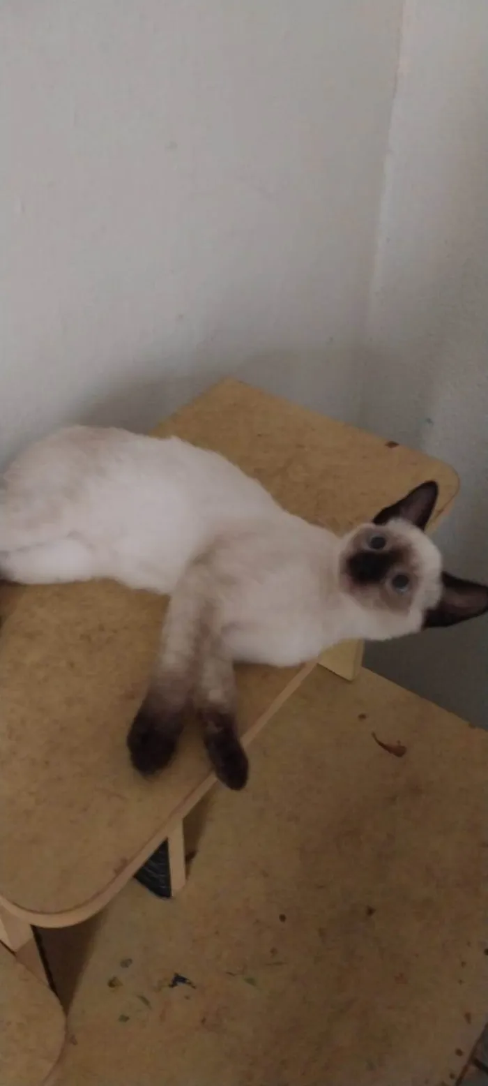 Gato ra a SRD-ViraLata idade 2 a 6 meses nome Cacau,Brisa,Ceci,Chila,Crystal e Mya