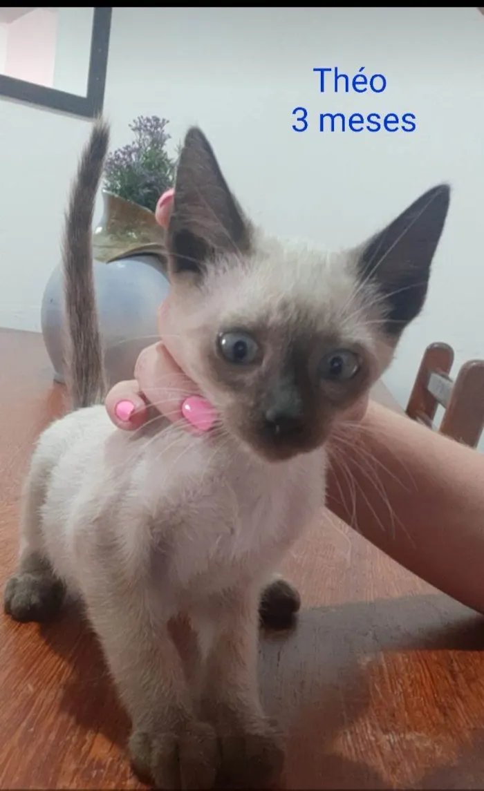 Gato ra a SRD-ViraLata idade 2 a 6 meses nome Theo/Nico