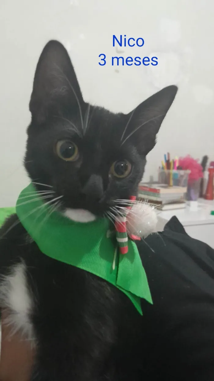 Gato ra a SRD-ViraLata idade 2 a 6 meses nome Theo/Nico