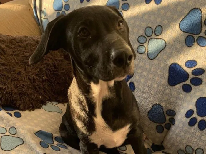 Cachorro ra a SRD-ViraLata idade 2 a 6 meses nome Peter
